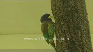 Great Barbet Preparing Its Nest a nest-hole on a Tree-trunk in Mussoorie