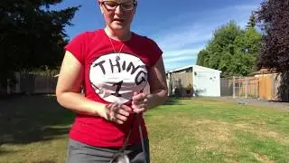 Stacking and presenting a dog in the conformation ring. Learn how to show your dog.