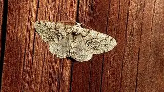 Engrailed moth  Ectropis crepuscularia