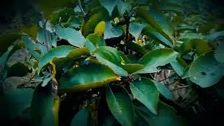 Beauty of natur# cinematic v....#