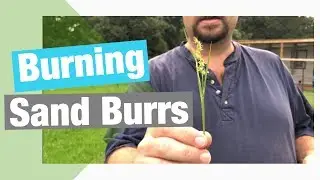 Burning Sand Burrs aka (Devil Weed)!