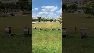 🐝 Beehives Thrive Next to the Louvre in Paris 🍯🌸