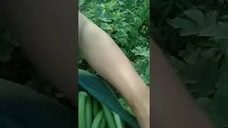 early morning harvest#harvest okra#fresh#vegetables##short