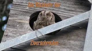 Die R&uuml;ckkehr der Zwergohreulen Teil 1
