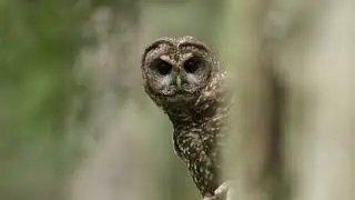 Что делает сов такими замечательными? | Bird Academy