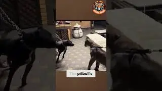 Pitbull vs Puma! Tension at the Breaking Point! 🐕🐆