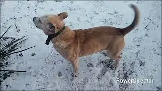 Славянск.02.02.26. День Сурка не только Сегодня. 😬 И Снова Морозы./ Как Поживаем.