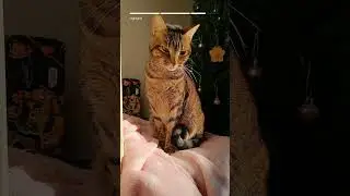 Sunbeam? Mimi Calls It Her Throne Now #CatLife #SunbeamCat #cutecats #ngairezwellnesscircle #vlog