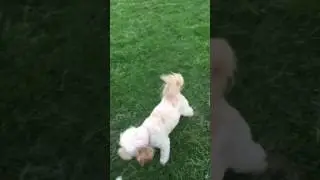Cavapoo's run rings round Caucasian Shepherd puppy