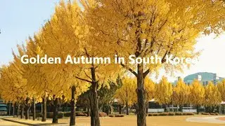 Golden Autumn in  South Korea with Soothing music I 4K I OnthegoKorea I CkDiscovers