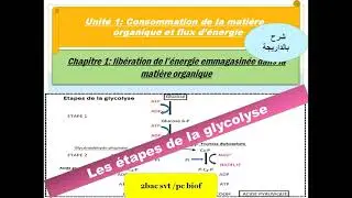 les étapes de La glycolyse svt 2 bac PC et SVT  option français BIOF (ملخص بالداريجة)
