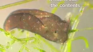Elysia chlorotica - photosynthetic sea slug movie 1
