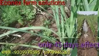 86032 ऊसाला जेटा न काढता चागले फुटवे व वाढ