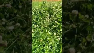 Scholarly Video on Popillia japonica Beetles, June 18, 2022