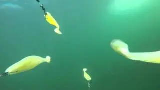 Troll Pro Sea Trials