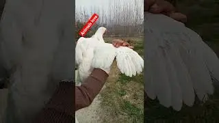 Friendship and Love with animals #friendshipgoals #animals #animallover
