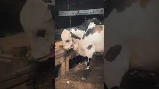 Lo Agai Qurbani😍🐄 #qurbani #mandi #mandivlogs #cow #bull #bigbull #youtubeshorts #shortvideo