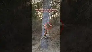 Why this leopard climbing the tree with his prey #leopard #prey #hunting