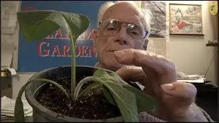 PLANTING - POTTING MIX - HOW TO MAKE IT (OAG 2018)