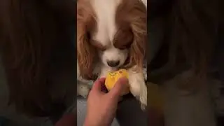 Cavalier King Charles spaniel gouging the eyes of a toy 👀