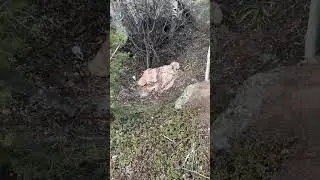 Три к одному