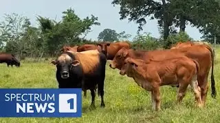 Mysterious, Brutal Cow Deaths Have Locals on Alert