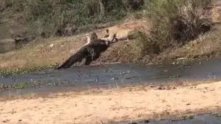 Lioness vs Crocodile in the Shishangeni Concession