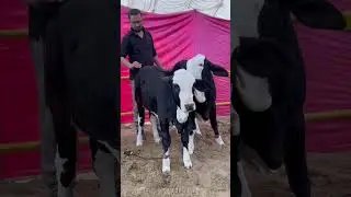 PALBA CATTLE SHOW KI SHEHZADIYAN 🥰🥰