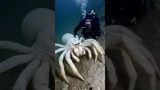 Underwater spiders #strangeai #oddities #fishingdiscoveries #weirdcore
