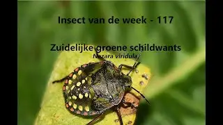 Insect van de Week 117: Zuidelijke groene schildwants