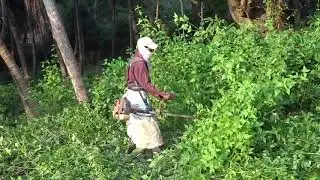 Bush cutting