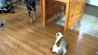Kelpie Play 101