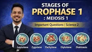 Stages Of Prophase 1 I SSC Science 2 I Important Questions