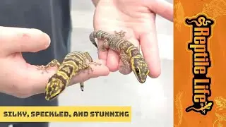 Marbled Velvet Gecko&rsquo;s  | Reptile Life