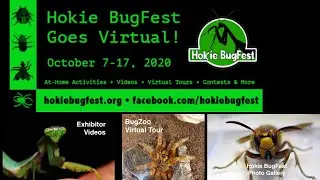 All Things Virtual Hokie BugFest 2020
