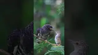 small bird feeding cuckoo baby #birdsound #wild #birdlovers #wildlife #shorts #short