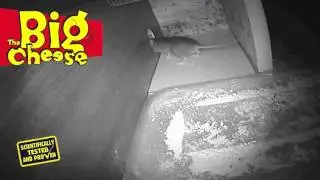 STV The Big Cheese Pest Repeller test results (STV725)
