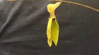 Cloudless sulphur eclosion time lapse