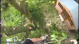 Horse Chestnut removal, Essex.