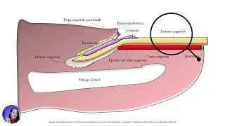 Anatomia dell'Unghia Naturale: Guida Completa per una Manicure Sicura