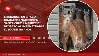 El Guanaco REGRESA al Chaco tras 110 a&ntilde;os: &iquest;Por qu&eacute; Argentina perdi&oacute; su fauna y c&oacute;mo se recupera?