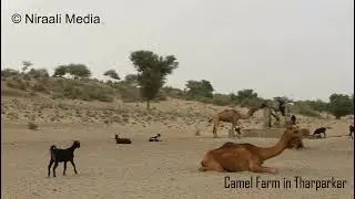 Camel Farm | Camel Video | Camels in Pakistan | Unth | Onth | Camel Lovers