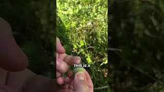 This Cucumber Squirts Upon Touch! 💀