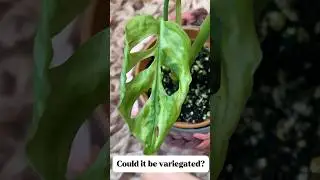 Is my plant variegated! #plantparenting #plants #houseplant