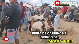 FEIRA DE CAPRINOS &Eacute; OVINOS DE: ARARA-PB!!! 🌵📹😱