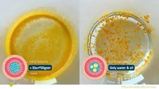 How lysolecithin improves fat digestibility