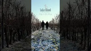 Experience a magical Winter Wonderland at LuLu Island Winery. #wine #yvr #vancouver