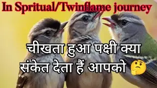चीखता हुआ पक्षी देखने meaning hindi |चीखता हुआ पक्षी देखने twin flame journey @diviinetwinflame