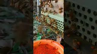 Hive Entrance Close Up Pollen Harvest