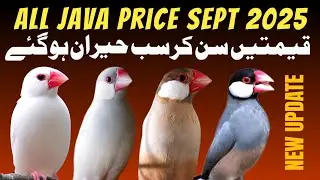 All java Finch New Price | java sparrow price update | java finch market price
